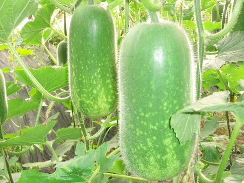 91黑科网吃瓜在线 吃瓜大瓜事件,揭秘吃瓜大瓜事件背后的真相